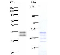 Schnurri-2 / HIVEP2 Antibody - Left : Western blot analysis of immunized recombinant protein, using anti-HIVEP2 monoclonal antibody. Right : CBB staining of immunized recombinant protein.
