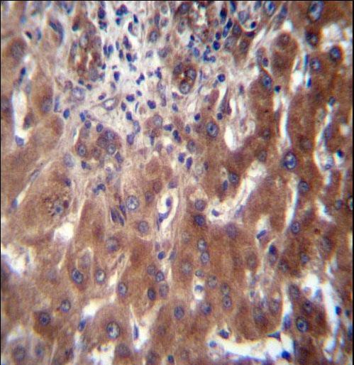 SCLT1 Antibody - SCLT1 Antibody immunohistochemistry of formalin-fixed and paraffin-embedded human liver tissue followed by peroxidase-conjugated secondary antibody and DAB staining.