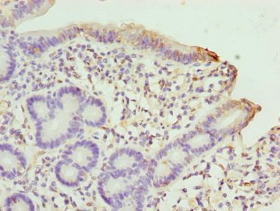 SCLT1 Antibody - Immunohistochemistry of paraffin-embedded human duodenum tissue using SCLT1 Antibody at dilution of 1:100