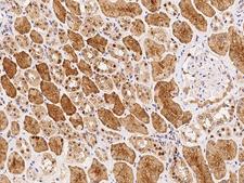 SCLY Antibody - Immunochemical staining of human SCLY in human kidney with rabbit polyclonal antibody at 1:1000 dilution, formalin-fixed paraffin embedded sections.
