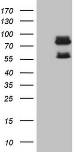 SCMH1 Antibody - HEK293T cells were transfected with the pCMV6-ENTRY control (Left lane) or pCMV6-ENTRY SCMH1 (Right lane) cDNA for 48 hrs and lysed. Equivalent amounts of cell lysates (5 ug per lane) were separated by SDS-PAGE and immunoblotted with anti-SCMH1 (1:2000).