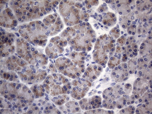 SCMH1 Antibody - Immunohistochemical staining of paraffin-embedded Human pancreas tissue within the normal limits using anti-SCMH1 mouse monoclonal antibody. (Heat-induced epitope retrieval by 1mM EDTA in 10mM Tris buffer. (pH8.5) at 120°C for 3 min. (1:150)