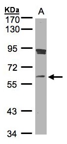 SCMH1 Antibody - Sample (30 ug whole cell lysate). A: Raji . 7.5% SDS PAGE. SCMH1 antibody diluted at 1:1000