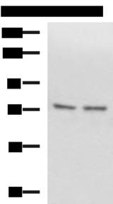 SCMH1 Antibody - Western blot analysis of Raji and 231 cell lysates  using SCMH1 Polyclonal Antibody at dilution of 1:1000