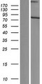 SCMH1 Protein - Western validation with an anti-DDK antibody * L: Control HEK293 lysate R: Over-expression lysate