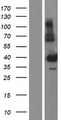 SCML1 Protein - Western validation with an anti-DDK antibody * L: Control HEK293 lysate R: Over-expression lysate
