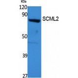 SCML2 Antibody - Western blot of SCML2 antibody