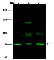 SCML2 Antibody - Anti-SCML2 rabbit polyclonal antibody at 1:500 dilution. Lane A: Hela Whole Cell Lysate. Lane B: 293T Whole Cell Lysate. Lane C: Jurkat Whole Cell Lysate. Lysates/proteins at 30 ug per lane. Secondary: Goat Anti-Rabbit IgG H&L (Dylight 800) at 1/10000 dilution. Developed using the Odyssey technique. Performed under reducing conditions. Predicted band size: 77 kDa. Observed band size: 70 kDa. (We are unsure as to the identity of these extra bands.)