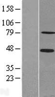 SCML2 Protein - Western validation with an anti-DDK antibody * L: Control HEK293 lysate R: Over-expression lysate