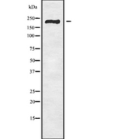 SCN11A / Nav1.9 Antibody - Western blot analysis SCN11A using 293 whole cells lysates