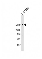 SCN1A / Nav1.1 Antibody - Anti-SCN1A Antibody (Center) at 1:2000 dilution + U-87 MG whole cell lysate Lysates/proteins at 20 µg per lane. Secondary Goat Anti-Rabbit IgG, (H+L), Peroxidase conjugated at 1/10000 dilution. Predicted band size: 229 kDa Blocking/Dilution buffer: 5% NFDM/TBST.