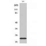 SCN2B Antibody - Western blot of Na+ CP type IIbeta antibody