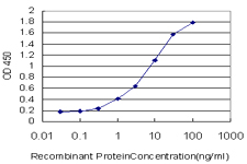 SCN2B Antibody - Detection limit for recombinant GST tagged SCN2B is approximately 0.03 ng/ml as a capture antibody.