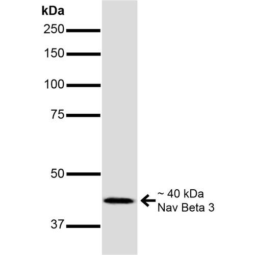 SCN3B Antibody - Western Blot analysis of Mouse Brain showing detection of ~40 kDa Nav Beta 3 protein using Mouse Anti-Nav Beta 3 Monoclonal Antibody, Clone S396-29. Lane 1: MW Ladder. Lane 2: Mouse Brain. Load: 20 µg. Primary Antibody: Mouse Anti-Nav Beta 3 Monoclonal Antibody  at 1:1000 for 16 hours at 4°C. Secondary Antibody: Goat Anti-Mouse IgG: HRP at 1:200 for 1 hour at RT. Predicted/Observed Size: ~40 kDa.