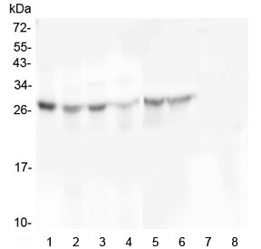 SCN4B Antibody - Western blot testing of 1) human placenta, 2) human U-87 MG, 3) monkey COS-7, 4) human U-20 OS, 5) human HEK293, 6) human SHG-44, 7) human K562 and 8) human HL-60 cell lysate with SCN4B antibody at 0.5ug/ml. Predicted molecular weight: 25-38 kDa depending on level of glycosylation.