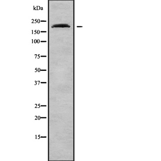SCN7A Antibody - Western blot analysis Na+ CP type VIIalpha using RAW264.7 whole cells lysates