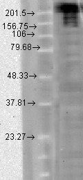 SCN9A / Nav1.7 Antibody - Nav1.7 (S68-6), T-CHO.  This image was taken for the unconjugated form of this product. Other forms have not been tested.