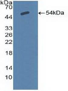 SCNN1A / ENaC Alpha Antibody - Western Blot; Sample: Recombinant SCNN1a, Human.