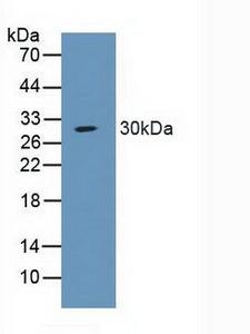 SCNN1A / ENaC Alpha Antibody - Western Blot; Sample: Porcine Large Intestine Tissue.