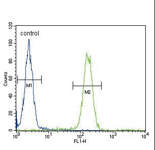 SCNN1A / ENaC Alpha Antibody - SCNN1A Antibody flow cytometry of WiDr cells (right histogram) compared to a negative control cell (left histogram). FITC-conjugated goat-anti-rabbit secondary antibodies were used for the analysis.