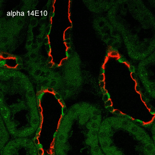 SCNN1A / ENaC Alpha Antibody - Immunohistochemistry analysis using Mouse Anti-ENaC alpha Monoclonal Antibody, Clone 14E10. Tissue: Kidney. Species: Rat. Fixation: Paraffin-embedded formalin-fixed. Primary Antibody: Mouse Anti-ENaC alpha Monoclonal Antibody  at 1:100. Secondary Antibody: Goat Anti-Mouse ATTO 488 (green). Localization: Intercalated cells. Aquaporin 2 Antibody staining in red.