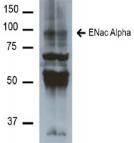 SCNN1A / ENaC Alpha Antibody - Detection of ~85kDa ENaC alpha in mouse kidney homogenate with ENaCa Monoclonal Antibody at 1ug/ml.