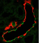 SCNN1A / ENaC Alpha Antibody - Detection of ENaC alpha (green) in paraffin-embedded, formalin-fixed rat kidney with ENaCa Monoclonal Antibody at 10ug/ml.