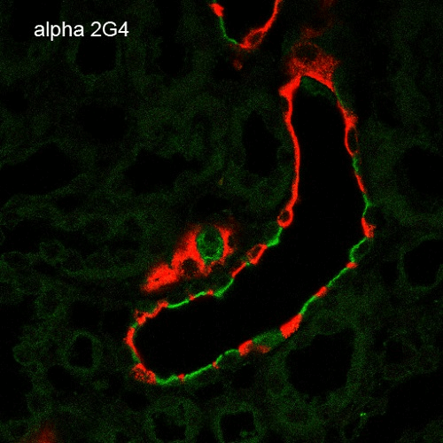 SCNN1A / ENaC Alpha Antibody - Immunohistochemistry analysis using Mouse Anti-ENaC alpha Monoclonal Antibody, Clone 2G4. Tissue: Kidney. Species: Rat. Fixation: Paraffin-embedded formalin-fixed. Primary Antibody: Mouse Anti-ENaC alpha Monoclonal Antibody  at 1:100. Secondary Antibody: Goat Anti-Mouse ATTO 488 (green). Localization: Intercalated cells. Aquaporin 2 Antibody staining in red.