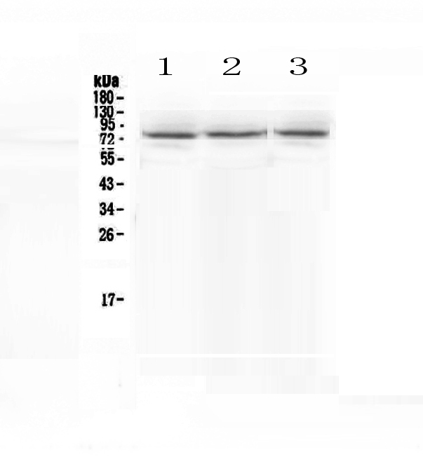 SCNN1A / ENaC Alpha Antibody - Western blot - Anti-SCNN1A Picoband antibody