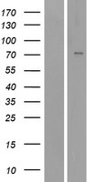 SCNN1A / ENaC Alpha Protein - Western validation with an anti-DDK antibody * L: Control HEK293 lysate R: Over-expression lysate