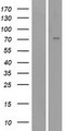 SCNN1A / ENaC Alpha Protein - Western validation with an anti-DDK antibody * L: Control HEK293 lysate R: Over-expression lysate