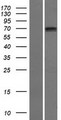 SCNN1D Protein - Western validation with an anti-DDK antibody * L: Control HEK293 lysate R: Over-expression lysate