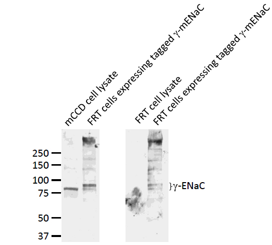SCNN1G / ENaC Gamma Antibody - Western blot analysis of ENaC Gamma in mouse mCCD and FRT cells using a 1:1000 dilution of SCNN1G / ENaC Gamma antibody.  This image was taken for the unconjugated form of this product. Other forms have not been tested.