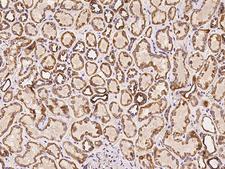 SCO1 Antibody - Immunochemical staining of human SCO1 in human kidney with rabbit polyclonal antibody at 1:100 dilution, formalin-fixed paraffin embedded sections.