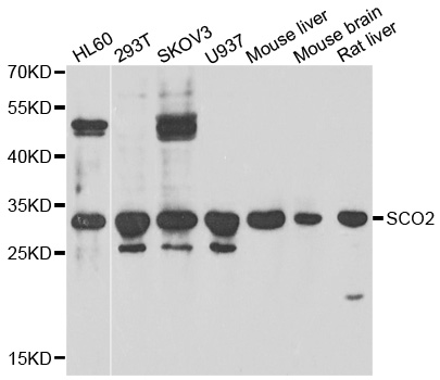 SCO2 Antibody - Western blot of extracts of various cell lines, using SCO2 antibody.