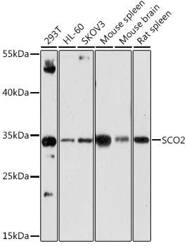 SCO2 Antibody - Western blot analysis of extracts of various cell lines using SCO2 Polyclonal Antibody at dilution of 1:1000.