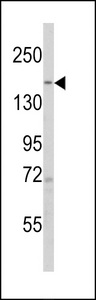 SCOP / PHLPP Antibody - Western blot of anti-PHLPP1 Antibody in K562 cell line lysates (35 ug/lane). PHLPP1 (arrow) was detected using the purified antibody.
