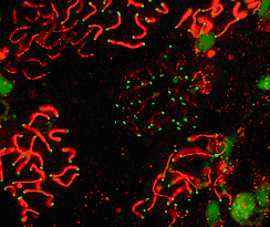 SCP1 / SYCP1 Antibody - SCP1 labeled in mouse pachytene preparation (red), using LS-. C2910 DK2 staining, near teleomeres, is also present (green).  This image was taken for the unconjugated form of this product. Other forms have not been tested.