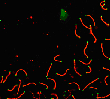 SCP1 / SYCP1 Antibody - SCP1 labeled in mouse pachytene preparation (red), using Synaptonemal Complex Protein 1 Antibody (SCP1 Antibody). CDK2 staining, near teleomeres, is also present (green).  This image was taken for the unconjugated form of this product. Other forms have not been tested.