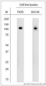 SCP1 / SYCP1 Antibody - WB on cell line lysates. Blocking: 1% LFDM for 30 min at RT; primary antibody: dilution 1:1000 incubated at 4°C overnight.