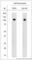 SCP1 / SYCP1 Antibody - WB on cell line lysates. Blocking: 1% LFDM for 30 min at RT; primary antibody: dilution 1:1000 incubated at 4°C overnight.