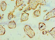 SCP2 / SCPX Antibody - Immunohistochemistry of paraffin-embedded human placenta using antibody at 1:100 dilution.
