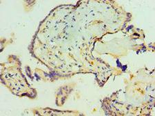 SCP2 / SCPX Antibody - Immunohistochemistry of paraffin-embedded human placenta using antibody at 1:100 dilution.