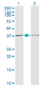 SCP2 / SCPX Antibody - Western Blot analysis of SCP2 expression in transfected 293T cell line by SCP2 monoclonal antibody (M01), clone 2E9-1B3.Lane 1: SCP2 transfected lysate (Predicted MW: 35 KDa).Lane 2: Non-transfected lysate.