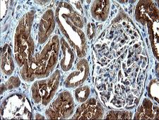 SCP2 / SCPX Antibody - IHC of paraffin-embedded Human Kidney tissue using anti-SCP2 mouse monoclonal antibody. (Heat-induced epitope retrieval by 1 mM EDTA in 10mM Tris, pH8.5, 120°C for 3min).