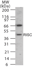 SCPEP1 / RISC Antibody - Western blot of human RISC in 15 ugs of human heart cell lysate using antibody at 1:1000 dilution.