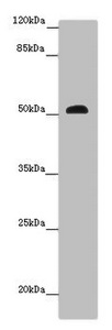 SCPEP1 / RISC Antibody - Western blot All Lanes: SCPEP1 antibody at 9 ug/ml+ Mouse stomach tissue Secondary Goat polyclonal to rabbit IgG at 1/10000 dilution Predicted band size: 51,33 kDa Observed band size: 51 kDa