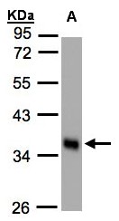 Scramblase / PLSCR1 Antibody - Sample (30 ug whole cell lysate). A: HeLa S3. 10% SDS PAGE. Scramblase / PLSCR1 antibody diluted at 1:1000