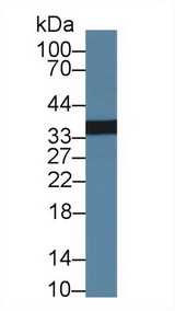 Scramblase / PLSCR1 Antibody - Western Blot; Sample: Human Lung lysate; Primary Ab: 1µg/ml Rabbit Anti-Human PLSCR1 Antibody Second Ab: 0.2µg/mL HRP-Linked Caprine Anti-Rabbit IgG Polyclonal Antibody