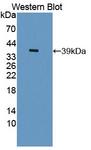 Scramblase / PLSCR1 Antibody - Western blot of Scramblase / PLSCR1 antibody.